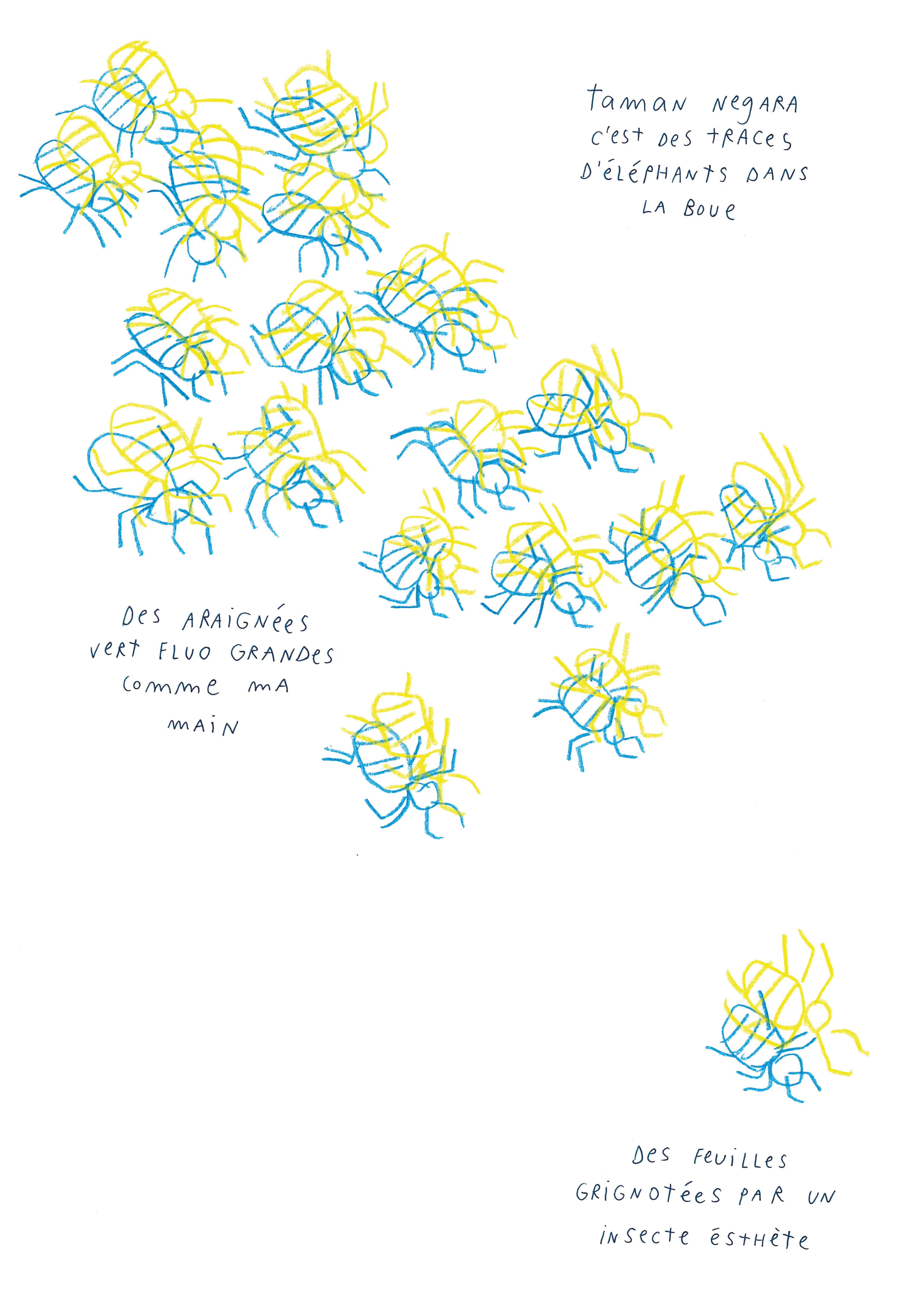 taman negara, grosses araignées, éléphants